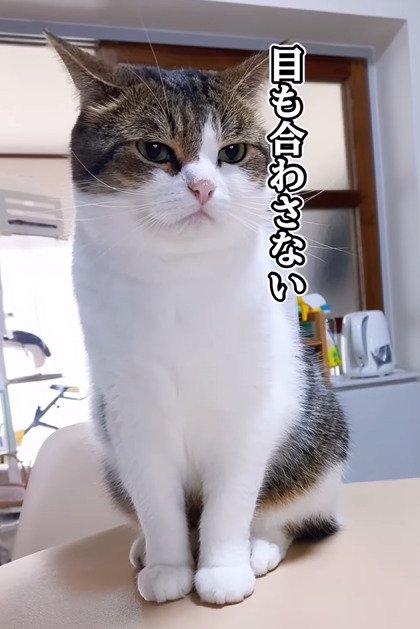 下を見る猫