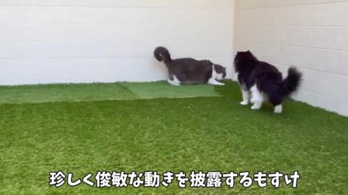 俊敏な動きを披露