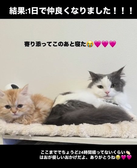 一緒に座っている2匹の猫