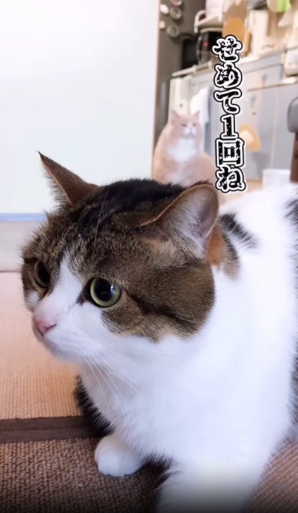 伏せる猫