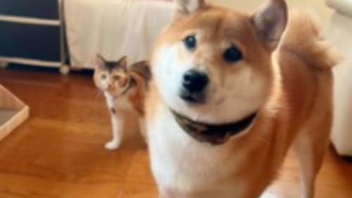 猫と犬