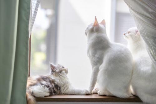 窓の外を眺める3匹の猫