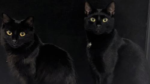 2匹の黒猫