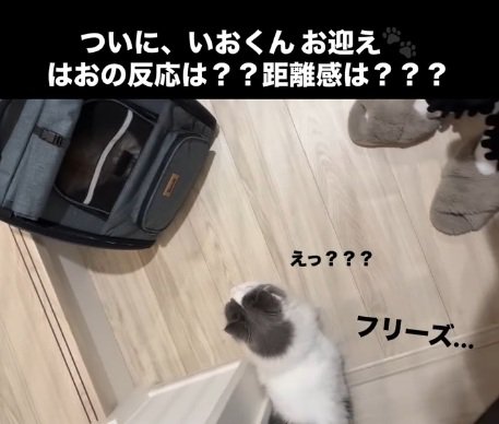 キャリーに入っている猫と警戒している猫