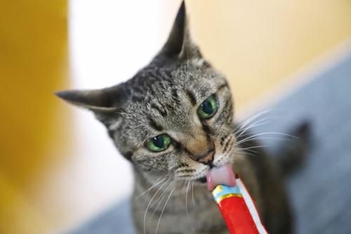 おやつを食べている猫