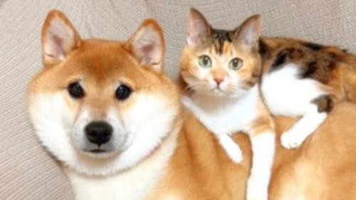 ソファにいる猫と犬