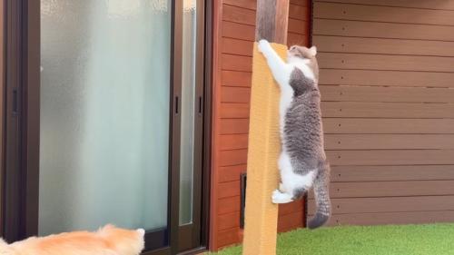 登るもすけくん