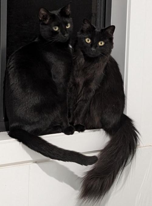 窓辺に座る2匹の猫