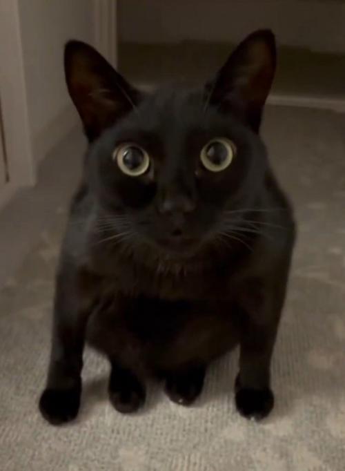 変な座り方の猫2(上から)