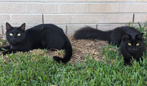 庭にいる2匹の黒猫