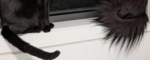 2匹の猫のしっぽ
