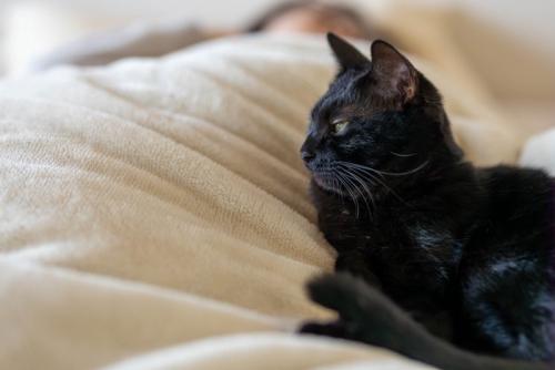 飼い主と一緒にベッドでくつろぐ猫
