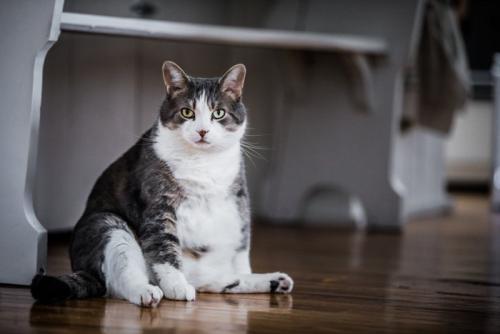 豊満ボディな猫
