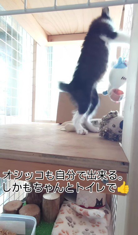 ケージの中で遊ぶ猫