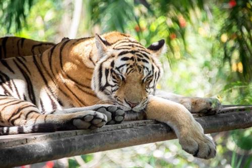 眠るトラ