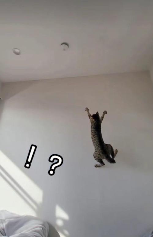 ジャンプしている猫