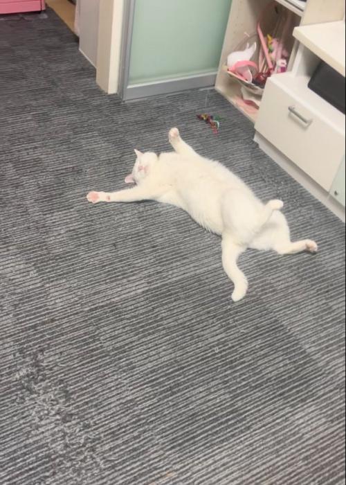 気にしない猫