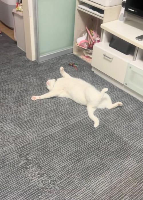 近づく猫