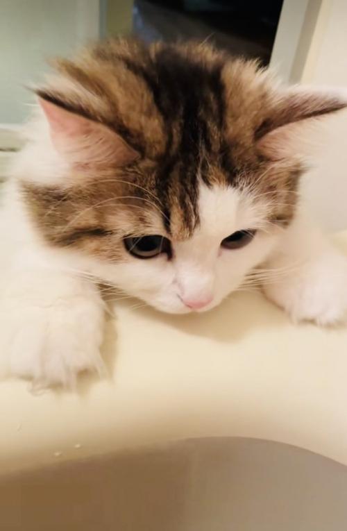 バスタブに両手をついて入浴中の飼い主さんを見るミヌエット