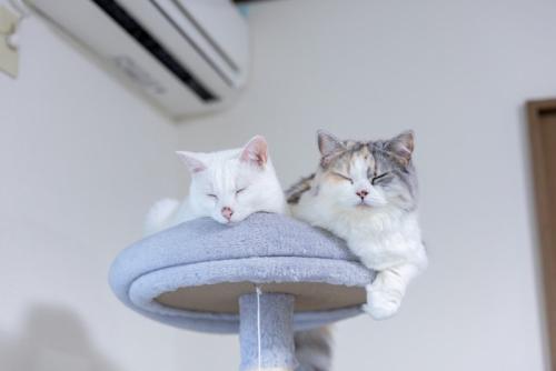 キャットタワーでくつろぐ2匹の猫