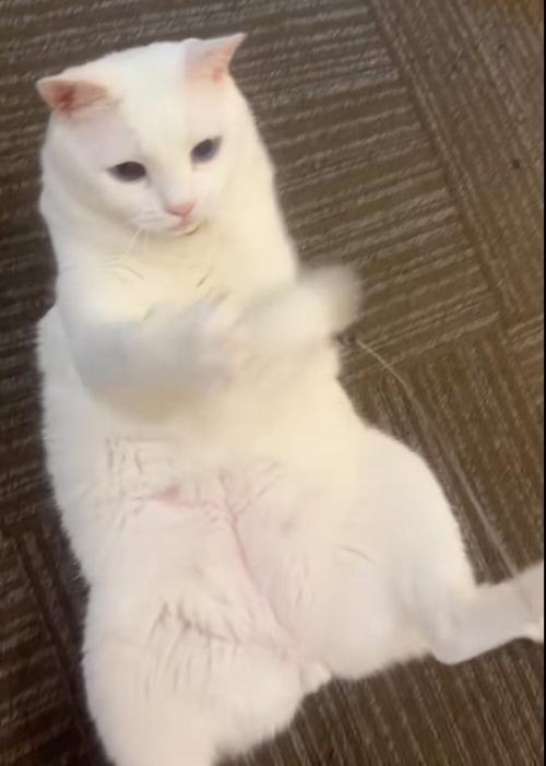 遊ぶ猫