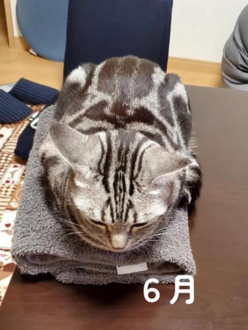 タオルの上に乗る猫