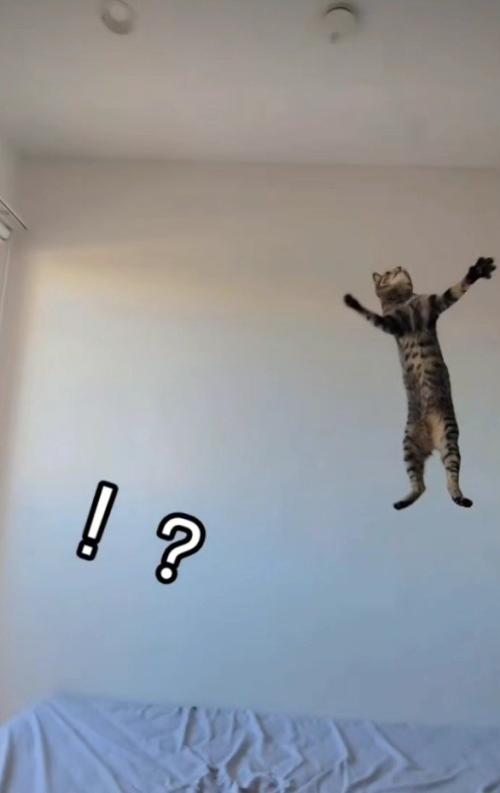 ジャンプしている猫
