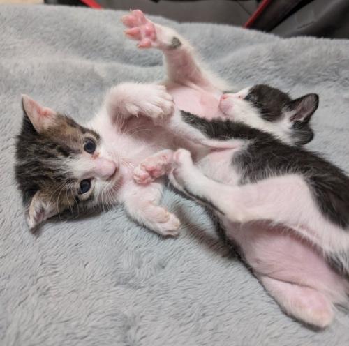 蹴り合う2匹の猫