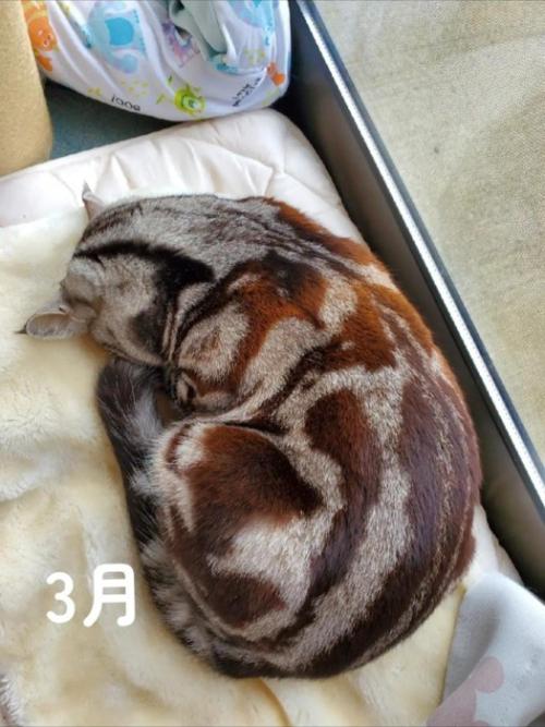 丸くなって寝る猫