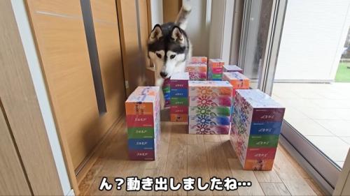 巨大迷路にチャレンジするはっちゃん