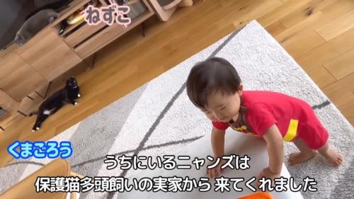 うちにいるニャンズ