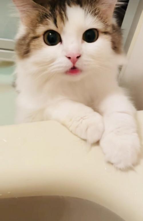 バスタブに両手をついて鳴くミヌエット