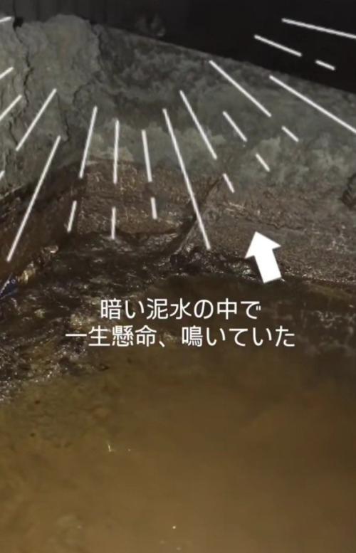 泥水の中で鳴いている子猫