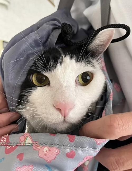 鞄に入って抱っこされるハチワレ猫