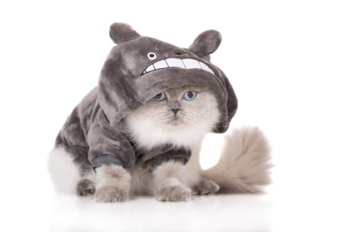 洋服を着た猫