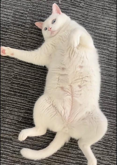 仰向けの猫0点のヘソ天