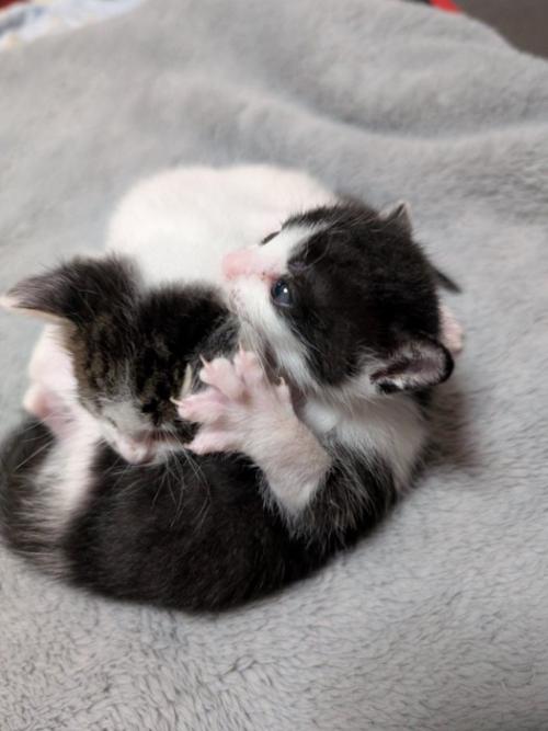 団子状態の猫2匹