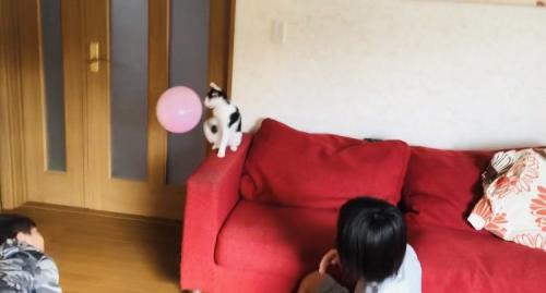 風船でバレーボールをする2人の男の子とハチワレ猫