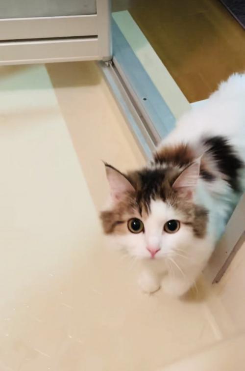 お風呂場にやってきたミヌエット