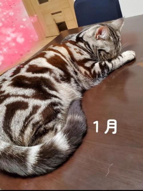 テーブルの上で寝る猫