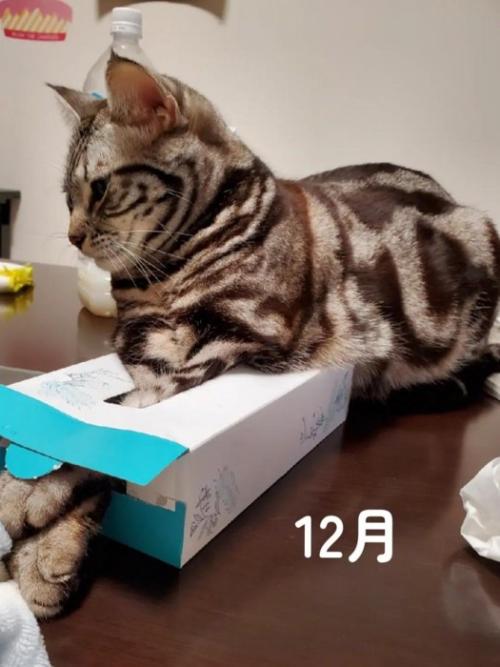 ティッシュの箱に前足を入れる猫