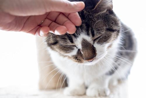 頭を撫でられて目を閉じる猫