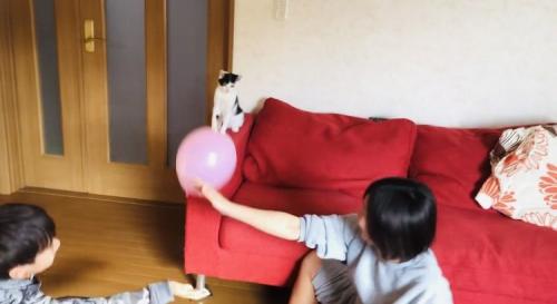 風船でバレーボールをする2人の男の子とハチワレ猫