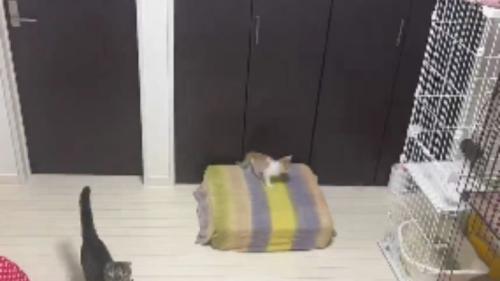室内で過ごしている猫たち
