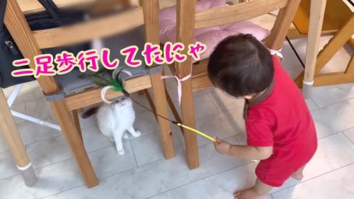 二足歩行してたにゃ