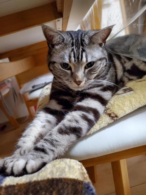 前足を伸ばす猫