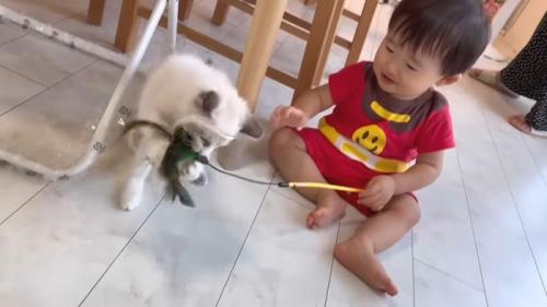 猫じゃらしキャッチ