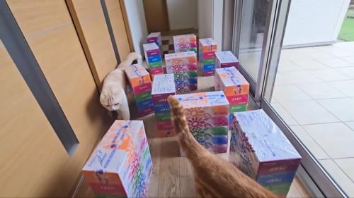 茶太郎くんのやり方を真似るじゅんちゃん