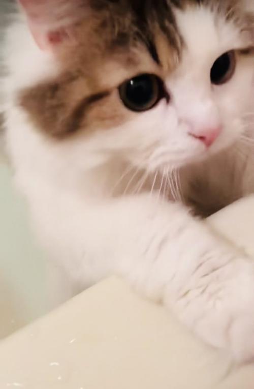 バスタブに両手をついて入浴中の飼い主さんを見るミヌエット