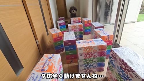 迷路を前に動けないきゅうちゃん